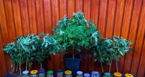 Sofisticado sistema de cultivo indoor en Temuco operaba para abastecer la región Metropolitana