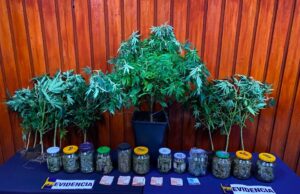 Sofisticado sistema de cultivo indoor en Temuco operaba para abastecer la región Metropolitana