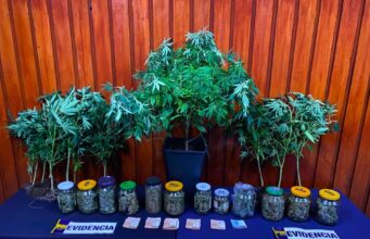 Sofisticado sistema de cultivo indoor en Temuco operaba para abastecer la región Metropolitana