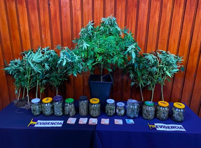 Sofisticado sistema de cultivo indoor en Temuco operaba para abastecer la región Metropolitana