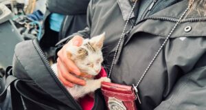 Rescatan a perro y gato en grave estado de abandono: dueña fue detenida en Padre Las Casas