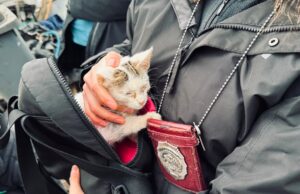 Rescatan a perro y gato en grave estado de abandono: dueña fue detenida en Padre Las Casas