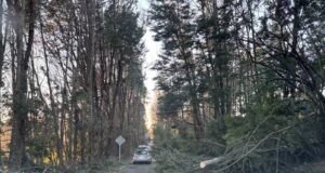 Pucón enfrenta devastador temporal de viento con albergue y despeje de vías
