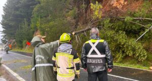 Árbol caído interrumpe acceso a Queule mientras cuadrillas trabajan para restablecer el tránsito