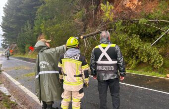Árbol caído interrumpe acceso a Queule mientras cuadrillas trabajan para restablecer el tránsito