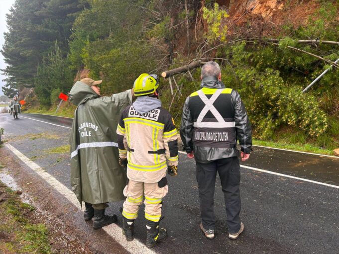 Árbol caído interrumpe acceso a Queule mientras cuadrillas trabajan para restablecer el tránsito