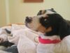 SAG exigirá identificación individual de perros y gatos para su ingreso a Chile