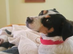 SAG exigirá identificación individual de perros y gatos para su ingreso a Chile
