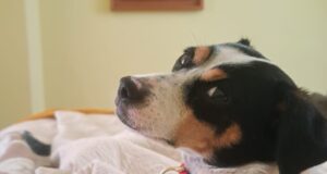 SAG exigirá identificación individual de perros y gatos para su ingreso a Chile