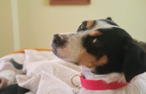 SAG exigirá identificación individual de perros y gatos para su ingreso a Chile