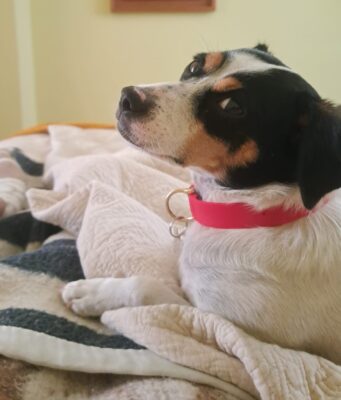 SAG exigirá identificación individual de perros y gatos para su ingreso a Chile