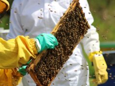 Refuerzan llamado a proteger colmenas en La Araucanía con el seguro con Subsidio Estatal
