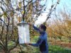 Con proyecto Corfo se realizará Seminario para fortalecer el manejo de plagas en el cultivo de avellano europeo