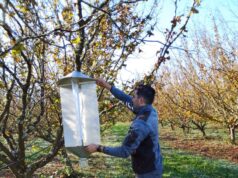 Con proyecto Corfo se realizará Seminario para fortalecer el manejo de plagas en el cultivo de avellano europeo
