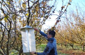 Con proyecto Corfo se realizará Seminario para fortalecer el manejo de plagas en el cultivo de avellano europeo