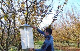 Con proyecto Corfo se realizará Seminario para fortalecer el manejo de plagas en el cultivo de avellano europeo