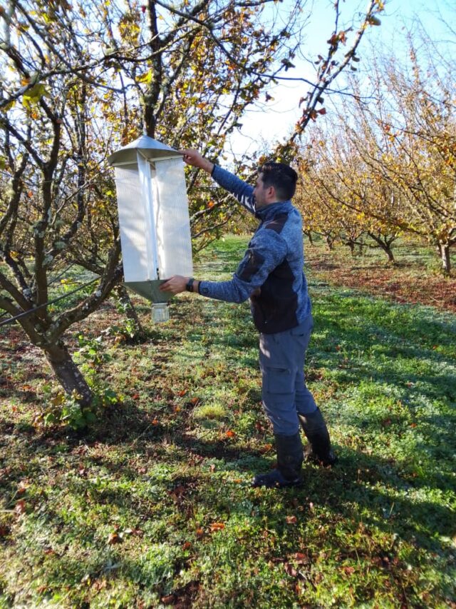 Con proyecto Corfo se realizará Seminario para fortalecer el manejo de plagas en el cultivo de avellano europeo