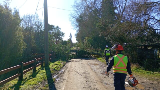 Primer balance del sistema frontal en Freire: municipio mantiene despliegue por múltiples emergencias asociadas a viento y lluvia