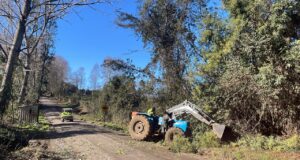 Fuertes vientos provocan caída de árboles y extensos cortes de energía eléctrica en Pitrufquén
