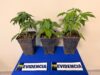 Mujer es detenida tras hallazgo de cultivo de marihuana en Padre Las Casas: tenía tres plantas
