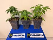 Tres plantas de marihuana terminan con una mujer detenida en Padre Las Casas