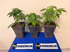 Tres plantas de marihuana terminan con una mujer detenida en Padre Las Casas
