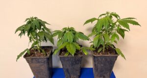 Mujer es detenida tras hallazgo de cultivo de marihuana en Padre Las Casas: tenía tres plantas