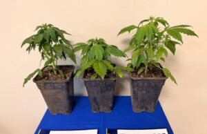 Mujer es detenida tras hallazgo de cultivo de marihuana en Padre Las Casas: tenía tres plantas