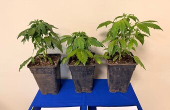 Mujer es detenida tras hallazgo de cultivo de marihuana en Padre Las Casas: tenía tres plantas