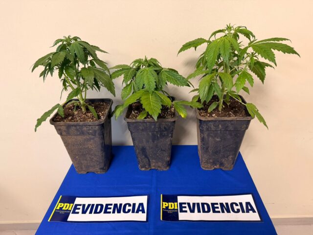 Mujer es detenida tras hallazgo de cultivo de marihuana en Padre Las Casas: tenía tres plantas