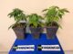 Mujer es detenida tras hallazgo de cultivo de marihuana en Padre Las Casas: tenía tres plantas