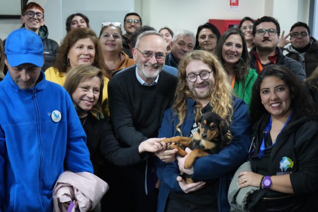 Iniciativa pionera en Chile: Gobierno de La Araucanía impulsa inédito programa para enfrentar la sobrepoblación de perros y gatos