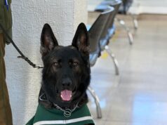 Detención en Pitrufquén: Patrulla Canina y can «Lonko» frustran robo a adulto mayor