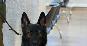 Detención en Pitrufquén: Patrulla Canina y can «Lonko» frustran robo a adulto mayor