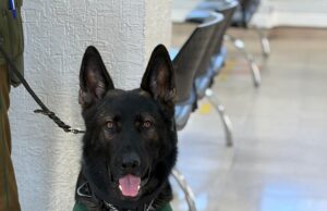 Detención en Pitrufquén: Patrulla Canina y can «Lonko» frustran robo a adulto mayor