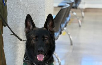 Detención en Pitrufquén: Patrulla Canina y can «Lonko» frustran robo a adulto mayor