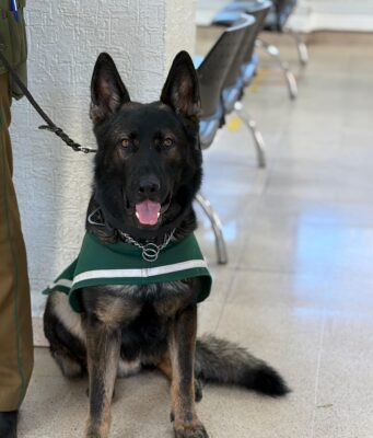 Detención en Pitrufquén: Patrulla Canina y can «Lonko» frustran robo a adulto mayor