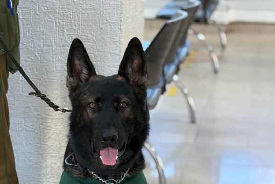 Detención en Pitrufquén: Patrulla Canina y can «Lonko» frustran robo a adulto mayor