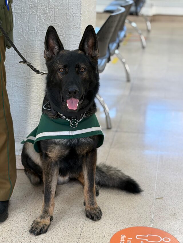 Detención en Pitrufquén: Patrulla Canina y can «Lonko» frustran robo a adulto mayor