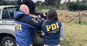 Dos perros con grave deterioro físico fueron rescatados tras denuncia en Cunco