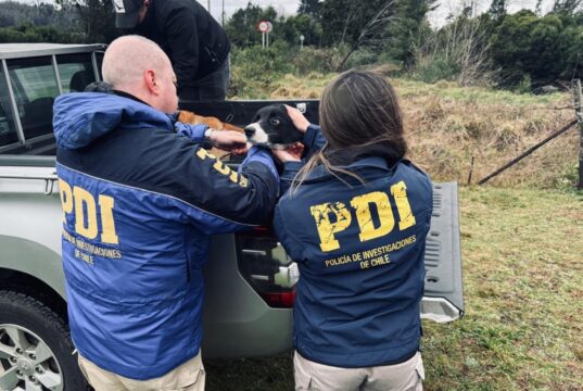 Dos perros con grave deterioro físico fueron rescatados tras denuncia en Cunco