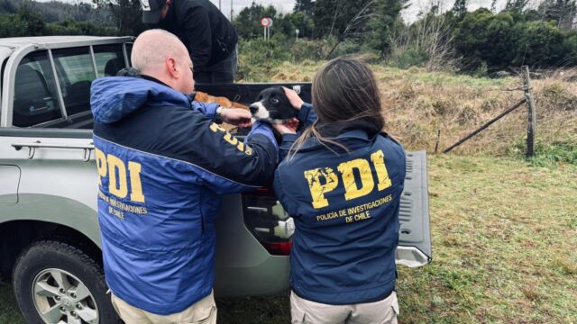Dos perros con grave deterioro físico fueron rescatados tras denuncia en Cunco