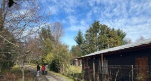 Trabajo conjunto entre el municipio de Villarrica y vecinos permite mantener la conectividad provisoria en Loncotraro