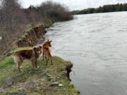 Inicia licitación de enrocamiento en ribera del río Toltén en Pitrufquén