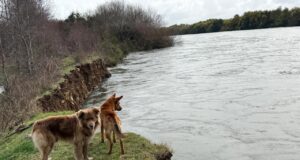 Inicia licitación de enrocamiento en ribera del río Toltén en Pitrufquén