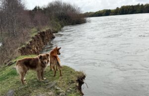 Inicia licitación de enrocamiento en ribera del río Toltén en Pitrufquén