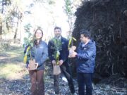 Parque Isabel Riquelme de Lautaro será reforestado con especies nativas tras daños provocados por el temporal