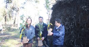 Parque Isabel Riquelme de Lautaro será reforestado con especies nativas tras daños provocados por el temporal