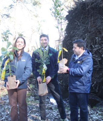 Parque Isabel Riquelme de Lautaro será reforestado con especies nativas tras daños provocados por el temporal