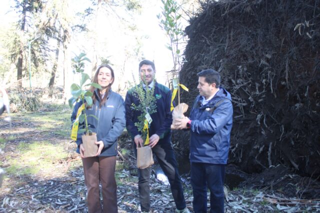 Parque Isabel Riquelme de Lautaro será reforestado con especies nativas tras daños provocados por el temporal